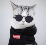 KEDİMİNEDİR