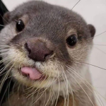 OTTER MEN