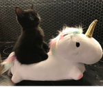 imrealcrazycatlady