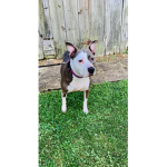 Lilly The best dog