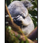 The Fluffy Koalas