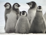 PENGUIN GROUP!!!!!!