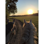 - Oak Valley Stables -