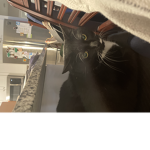 Cat and kitty club
