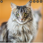 adopt me/pet sim X trading
