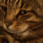 Masablox