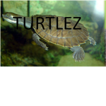 ☺☻☺☻☺!Turtle lover Group fan!☺☻☺☻☺