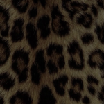 204meow