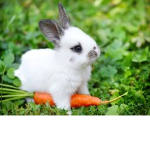 Bunny Army+!