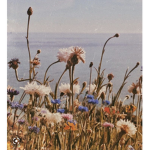 Lily’s Wildflowers