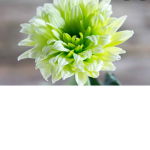 Green person