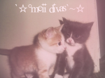 meis divas