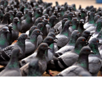 Pigeon Empire