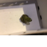 Froggy studio’s