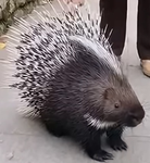 豪猪帮中派