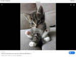 Kitten club you can join