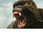 The Monkey Squad!!!