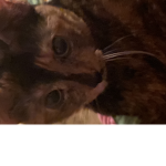 Niko’s kitty fam c: