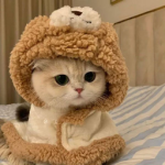 /coolcats