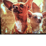 The Warrior Chihuahuas