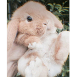 Bunniesxlove