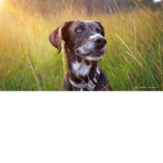 Dog park <3