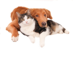 dog and cat gruop