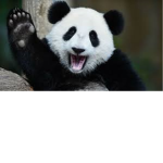 Pandas play piggy!
