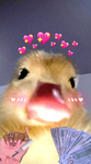 The Duck Group~