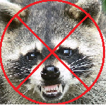 Raccoon Haters
