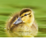 Ducklings Colony
