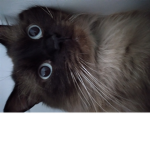 cats roblox server group