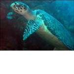 Turtley Official Group