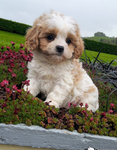 Puppy group for life