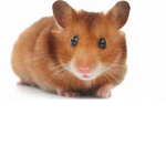hamster's united