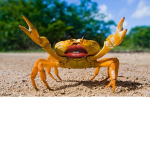 Crab Lip