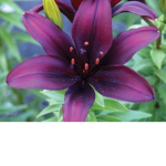 Dark lily