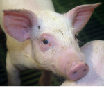 PigggGYs