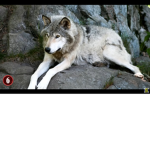 Frost wolf 123456