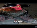 KfcFriedChicken