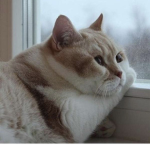 Chonk