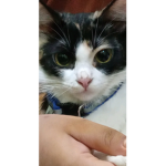otak