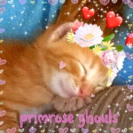 primrose ghouls