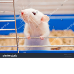 Npcers