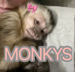 Monkyss