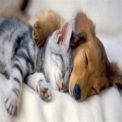 cat and dog Roblox decal