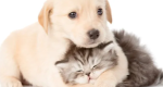 Cagnolini E Gattini Cute