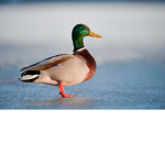 The Perfect Ducks