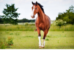 Pony love123