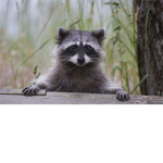 Racoons_ United